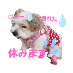 [LINEスタンプ] 愛犬メイの日常3