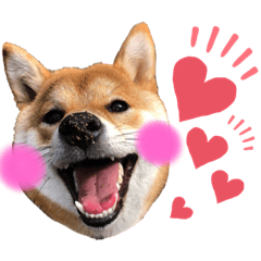 [LINEスタンプ] 柴犬あんずのスタンプ vol.3