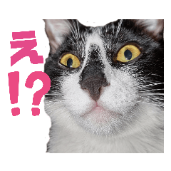 [LINEスタンプ] ハチワレ猫のシャワーちゃん