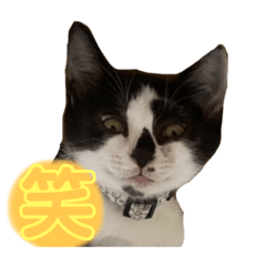 [LINEスタンプ] ハチワレホクロ猫のレトくん