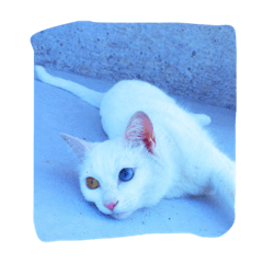 [LINEスタンプ] 白猫オッドアイのぴの