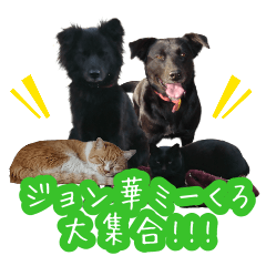 [LINEスタンプ] ジョン華ミーくろ大集合！！！