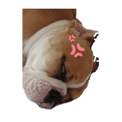[LINEスタンプ] 堤家のわんこスタンプ2
