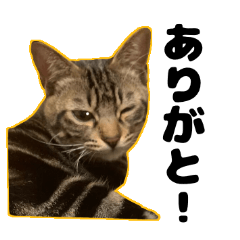 [LINEスタンプ] キジ猫のかわいい写真スタンプ