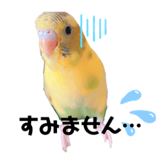 [LINEスタンプ] セキセイインコのさくらちゃん