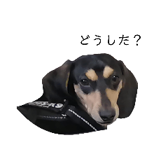 [LINEスタンプ] いつでも使える我が家の愛犬スタンプ！
