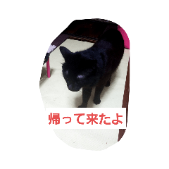 [LINEスタンプ] 家の子スタンプごっ