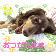 [LINEスタンプ] うちのねこといぬたち