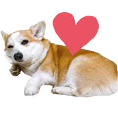 [LINEスタンプ] ゆきまる〜その大いなる犬〜