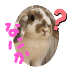 [LINEスタンプ] うさぎの“ももちゃん”女の子2