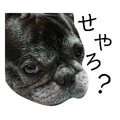 [LINEスタンプ] ブサイクな犬スタンプ2
