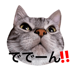 [LINEスタンプ] トラちゃんスタンプ PART1