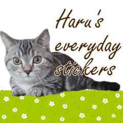 [LINEスタンプ] ハルの日常英語スタンプ