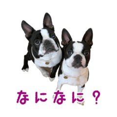 [LINEスタンプ] ぼすてりくかい