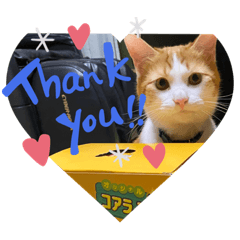 [LINEスタンプ] オリにゃんこ③