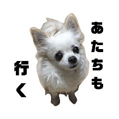 [LINEスタンプ] ヒナが行く