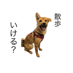 [LINEスタンプ] たなかの犬