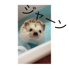 [LINEスタンプ] 先生は美しい