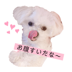 [LINEスタンプ] マルチーズのミルクちゃん