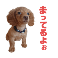 [LINEスタンプ] とんかつです。