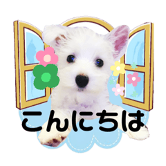 [LINEスタンプ] ウェスティxマルチーズmixの愛犬スタンプ♪