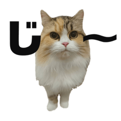 [LINEスタンプ] 狂猫みろちゃん