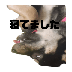 [LINEスタンプ] 黒柴のあーちゃん