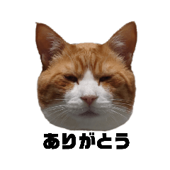 [LINEスタンプ] てんまの日常3