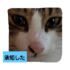 [LINEスタンプ] 家の子スタンプろくっ