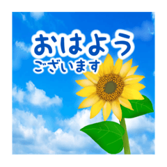 [LINEスタンプ] 夏 向日葵に元気をもらおう！