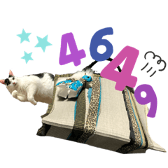 [LINEスタンプ] KUNIYA cats