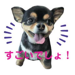 [LINEスタンプ] ぽっちゃりチワワのなちおじさん★