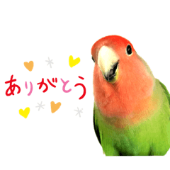 [LINEスタンプ] 挨拶するコザクラインコのスタンプ