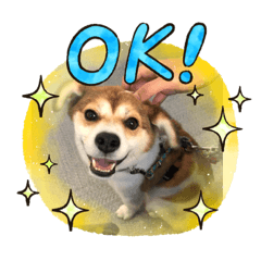 [LINEスタンプ] 保護犬・春ちゃんの毎日 その1