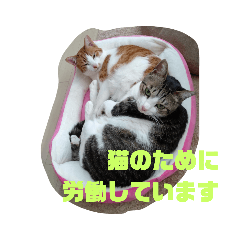 [LINEスタンプ] チビ＆あつ子 ときどき亀さん