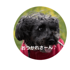 [LINEスタンプ] ワンコのミニチュアシュナウザー