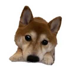 [LINEスタンプ] 豆柴うめちゃん