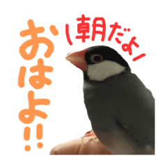 [LINEスタンプ] 川﨑家の文鳥ぽこちゃんのスタンプ