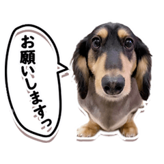 [LINEスタンプ] ミニチュアダックスフンド琥太郎のスタンプ