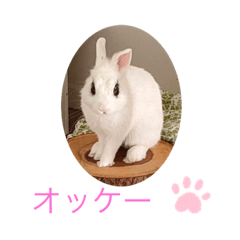 [LINEスタンプ] ウサギ好きさんのスタンプ