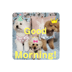 [LINEスタンプ] プードルのクゥロンパンチ