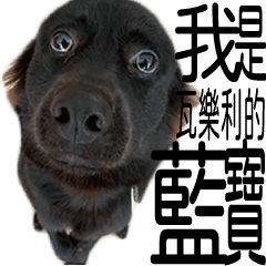 [LINEスタンプ] ヴァレリの犬：ランボ