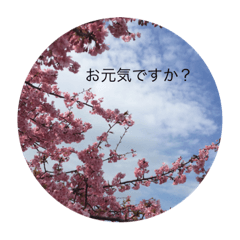 [LINEスタンプ] 色々なお花のスタンプです。