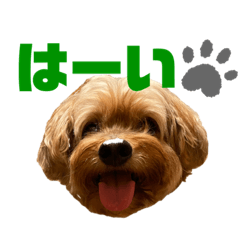[LINEスタンプ] コーちゃんの日常。ときどきミーちゃん