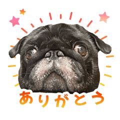 [LINEスタンプ] 黒パグのんちゃん