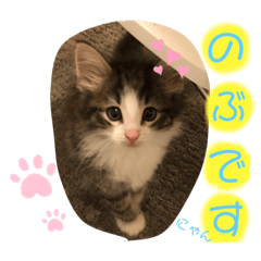[LINEスタンプ] スタンプのぶ
