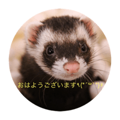 [LINEスタンプ] 4にょろの仲間たち〜日常編〜