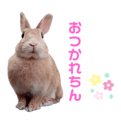 [LINEスタンプ] ネザーランドドワーフきなこのスタンプ