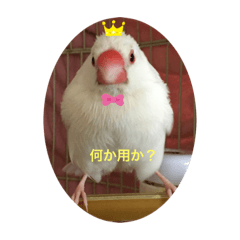 [LINEスタンプ] うちの文鳥ず