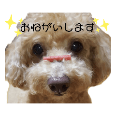 [LINEスタンプ] トイプーミッキーの日常スタンプ